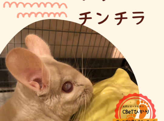 うちのチンチラ